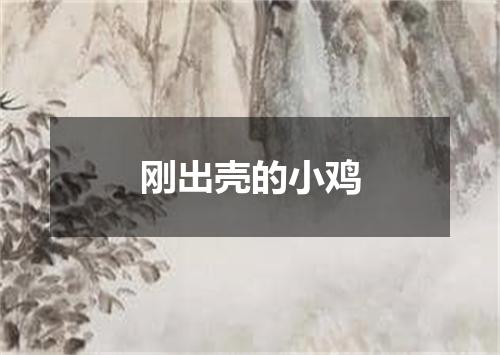 刚出壳的小鸡