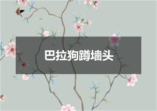 巴拉狗蹲墙头