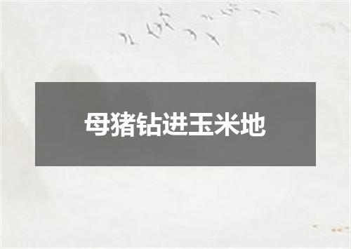 母猪钻进玉米地