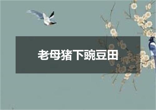 老母猪下豌豆田