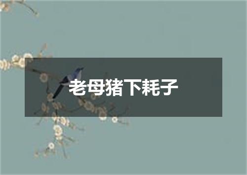 老母猪下耗子