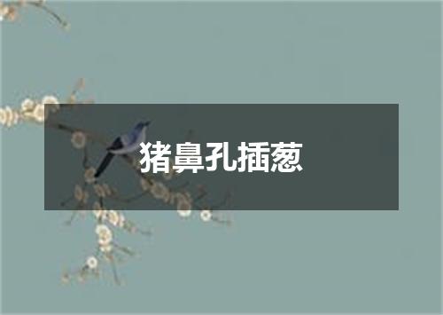 猪鼻孔插葱