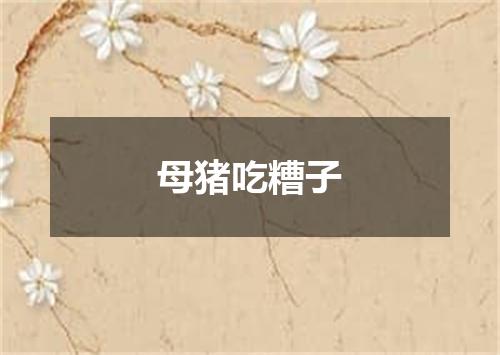 母猪吃糟子