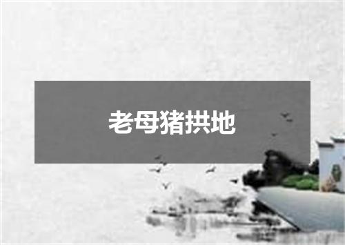 老母猪拱地